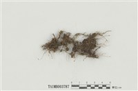 藏品(具緣走燈苔)的圖片